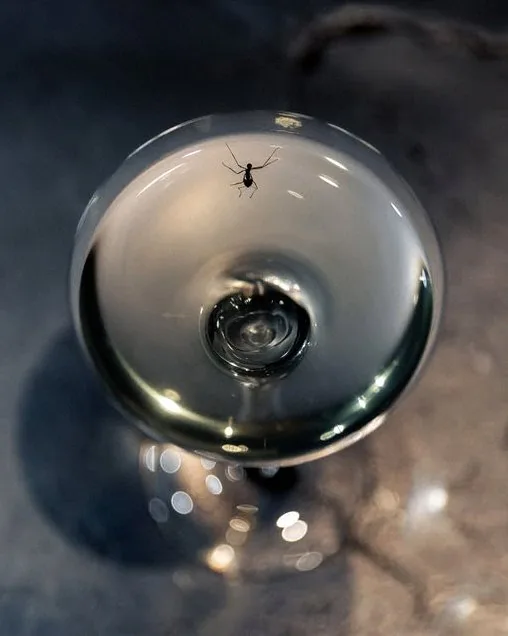 An ant resting on the rim of a crystal coupe — an Alchemist sensory provocation